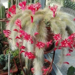Trailing Monkey Tail Cactus Live Plant – Succulent – 6 to 8 Inches Tall - Image 3