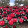 Tri-Color Camellia Live Plant - 9 Months Old Shrub, Cold Hardy, Potted - Image 1