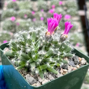 Trichodiadema Densum Succulent Live Plant – Flowering Succulent in 4 Inch Pot - Image 2