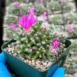 Trichodiadema Densum Succulent Live Plant – Flowering Succulent in 4 Inch Pot - Image 3