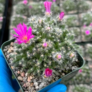 Trichodiadema Densum Succulent Live Plant – Flowering Succulent in 4 Inch Pot - Image 4