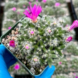 Trichodiadema Densum Succulent Live Plant – Flowering Succulent in 4 Inch Pot - Image 5