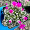Trichodiadema Densum Succulent Live Plant – Flowering Succulent in 4 Inch Pot - Image 1