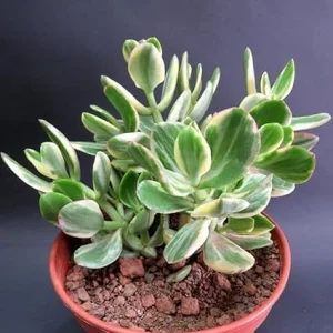 Tricolor Variegated Jade Plant Live, Crassula Ovata Succulent, 4 Inch Pot - Image 1