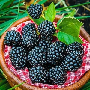Triple Crown Thornless Blackberry Live Plant - High Yielding, Zones 5-8 - Image 4