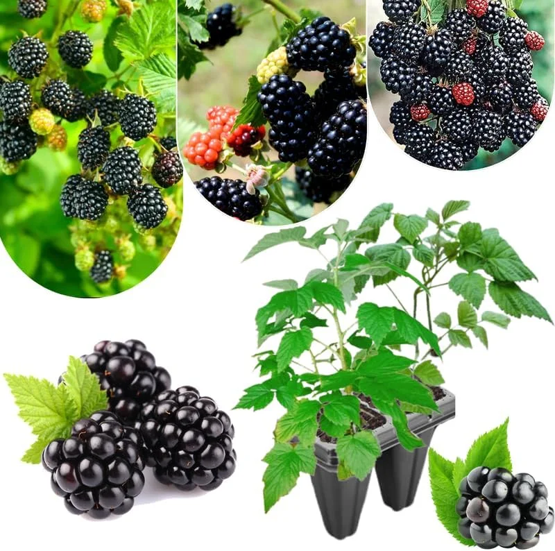 Triple Crown Thornless Blackberry Plants Live - 2 Pack, 4-8 Inch Tall Berry Plants - Image 10