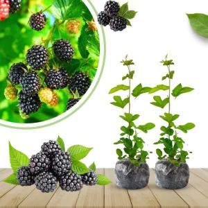 Triple Crown Thornless Blackberry Plants Live - 2 Pack, 4-8 Inch Tall Berry Plants - Image 11