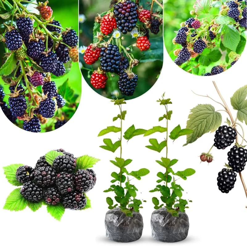 Triple Crown Thornless Blackberry Plants Live - 2 Pack, 4-8 Inch Tall Berry Plants - Image 1