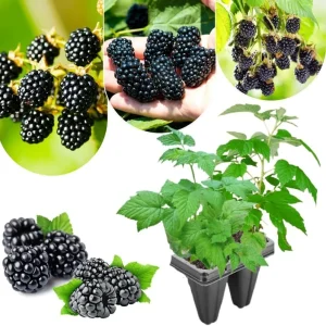 Triple Crown Thornless Blackberry Plants Live - 2 Pack, 4-8 Inch Tall Berry Plants - Image 4