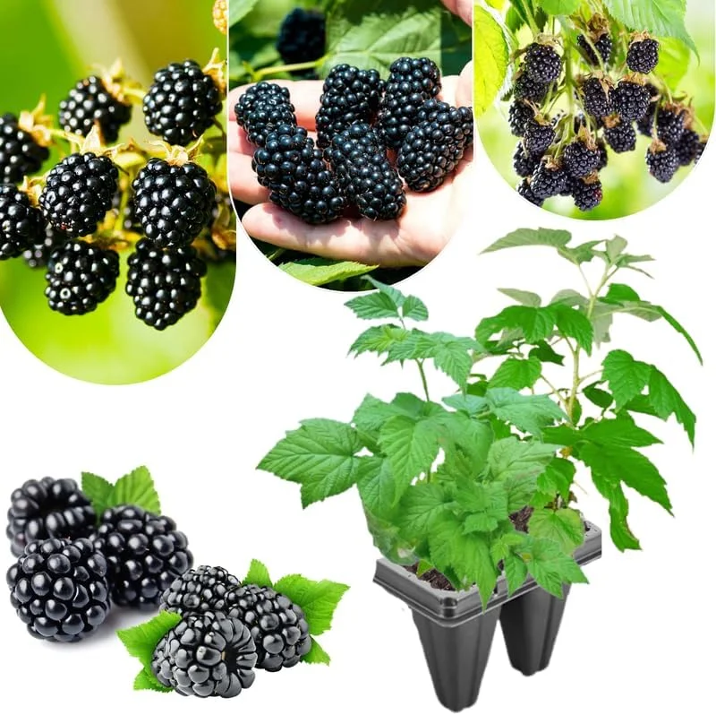 Triple Crown Thornless Blackberry Plants Live - 2 Pack, 4-8 Inch Tall Berry Plants - Image 4