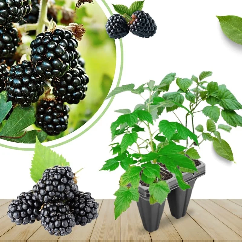 Triple Crown Thornless Blackberry Plants Live - 2 Pack, 4-8 Inch Tall Berry Plants - Image 5