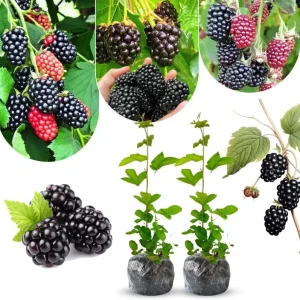 Triple Crown Thornless Blackberry Plants Live - 2 Pack, 4-8 Inch Tall Berry Plants - Image 6