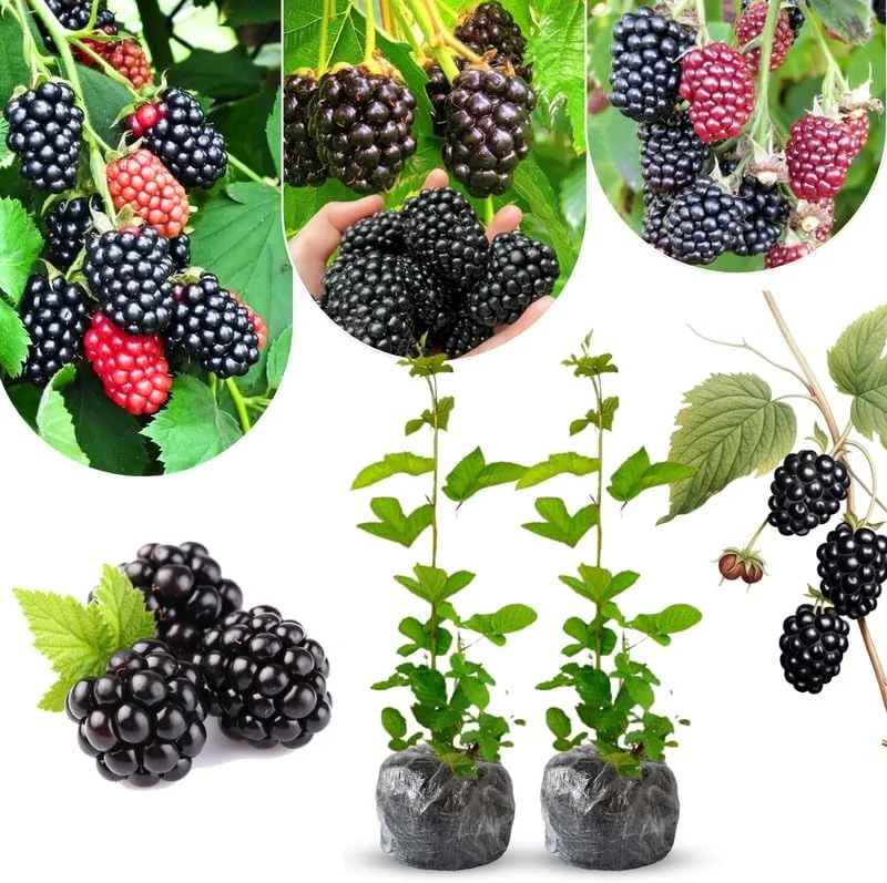 Triple Crown Thornless Blackberry Plants Live - 2 Pack, 4-8 Inch Tall Berry Plants - Image 6