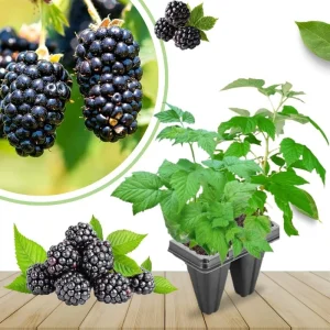 Triple Crown Thornless Blackberry Plants Live - 2 Pack, 4-8 Inch Tall Berry Plants - Image 7