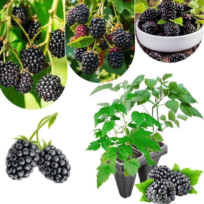 Triple Crown Thornless Blackberry Plants Live - 2 Pack, 4-8 Inch Tall Berry Plants - Image 8