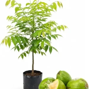 Tropical June Plum Fruit Tree Live Plant, Grafted, 3 Gallon Pot, Outdoor - Image 2