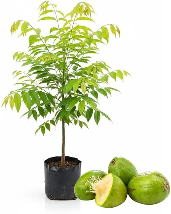 Tropical June Plum Fruit Tree Live Plant, Grafted, 3 Gallon Pot, Outdoor - Image 2