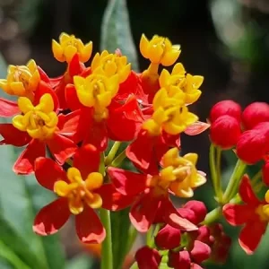 Tropical Milkweed Live Plant – Bloodflower Milkweed – 5-9 Inches Tall – Outdoor - Image 5