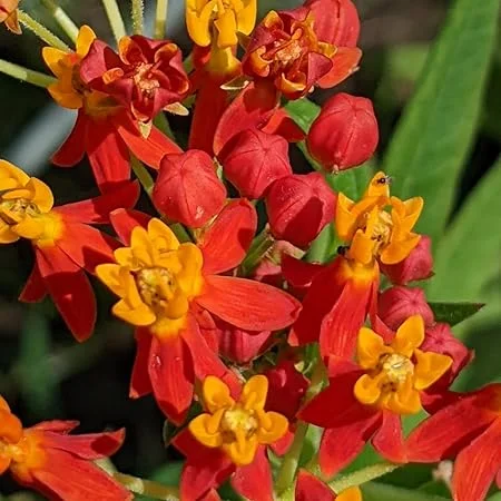 Tropical Milkweed Live Plant – Red Orange – Starter Size 5-9" Tall – Cold Hardy Perennial - Image 5