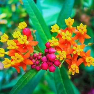 Tropical Milkweed Live Plants - 2-Pack, Red Asclepias, 2-3 ft Tall, Outdoor - Image 4