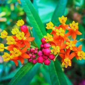 Tropical Milkweed Live Plants - 2-Pack, Red Asclepias, 2-3 ft Tall, Outdoor - Image 6