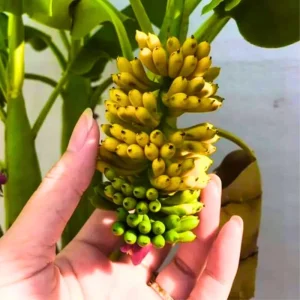 Truly Tiny Banana Plant Live – Cold Hardy Musa Plant for Indoor & Outdoor – 4-7 inch Tall - Image 2