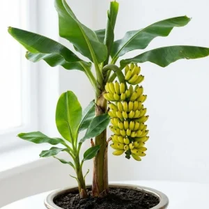 Truly Tiny Banana Plant Live – Cold Hardy Musa Plant for Indoor & Outdoor – 4-7 inch Tall - Image 3