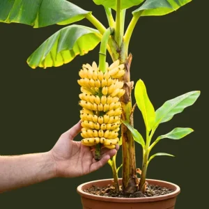 Truly Tiny Banana Plant Live – Cold Hardy Musa Plant for Indoor & Outdoor – 4-7 inch Tall - Image 1