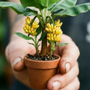 Truly Tiny Banana Plant Live – Cold Hardy Musa Plant for Indoor & Outdoor – 4-7 inch Tall - Image 4