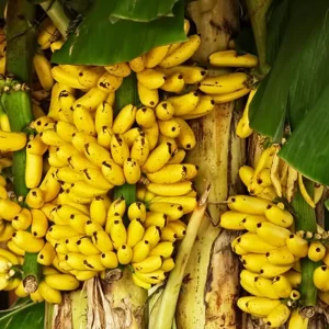 Truly Tiny Banana Plant Live – Cold Hardy Musa Plant for Indoor & Outdoor – 4-7 inch Tall - Image 6