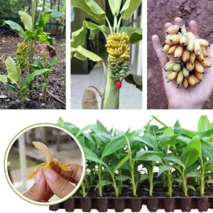 Truly Tiny Banana Plant Live – Cold Hardy Musa Plant for Indoor & Outdoor – 4-7 inch Tall - Image 7