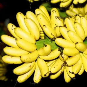 Truly Tiny Banana Plant Live – Cold Hardy Musa Plant for Indoor & Outdoor – 4-7 inch Tall - Image 8