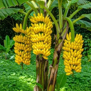Truly Tiny Banana Plant Live Tropical Fruit Tree, 4-6