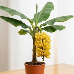 Truly Tiny Banana Plant Live Tropical Fruit Tree, 4-6