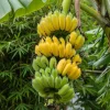 Truly Tiny Banana Plant Live Tropical Fruit Tree, 4-6" Tall, Patio & Container - Image 8