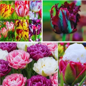 Tulip Bulbs for Fall Planting - 25 Mixed Large Spring Flower Bulbs - Image 3