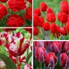 Tulip Bulbs for Fall Planting - 25 Mixed Large Spring Flower Bulbs - Image 1