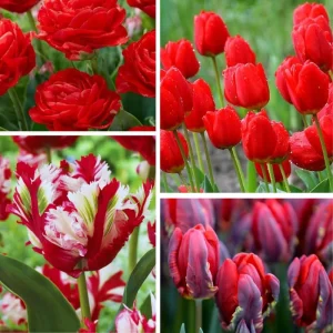 Tulip Bulbs for Fall Planting - 25 Mixed Large Spring Flower Bulbs - Image 1