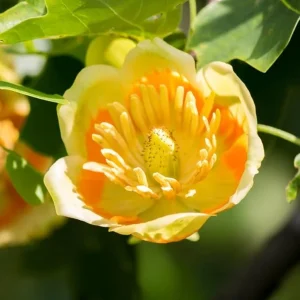 Tulip Poplar Tree Live Plant 8-14 Inch Tall - Yellow Poplar Seedling in Quart Pot - Image 6