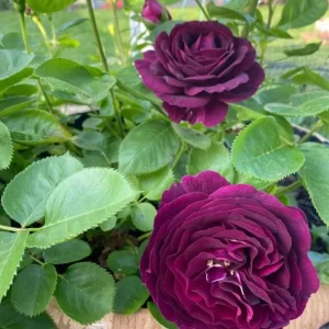 Twilight Zone Grandiflora Rose Live Plant - Deep Velvet Purple, Fragrant Shrub, 5-9