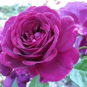Twilight Zone Grandiflora Rose Live Plant - Deep Velvet Purple, Fragrant Shrub, 5-9