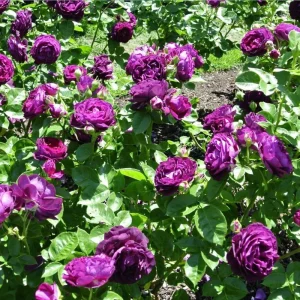 Twilight Zone Grandiflora Rose Live Plant - Deep Velvet Purple, Fragrant Shrub, 5-9