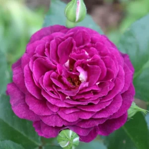 Twilight Zone Grandiflora Rose Live Plant - Deep Velvet Purple, Fragrant Shrub, 5-9