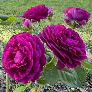 Twilight Zone Grandiflora Rose Live Plant - Deep Velvet Purple, Fragrant Shrub, 5-9