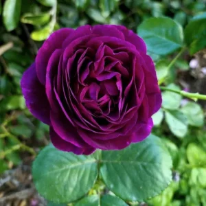Twilight Zone Grandiflora Rose Live Plant - Deep Velvet Purple, Fragrant Shrub, 5-9