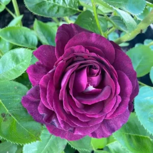 Twilight Zone Grandiflora Rose Live Plant - Deep Velvet Purple, Fragrant Shrub, 5-9
