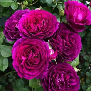 Twilight Zone Grandiflora Rose Live Plant - Deep Velvet Purple, Fragrant Shrub, 5-9