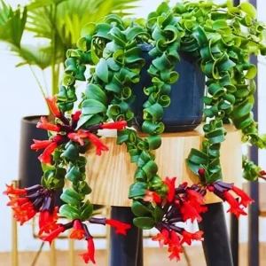 Twister Lipstick Plant Live, Aeschynanthus, 3 Inch Pot, Trailing Houseplant - Image 4