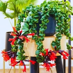 Twister Lipstick Plant Live, Aeschynanthus, 3 Inch Pot, Trailing Houseplant - Image 5