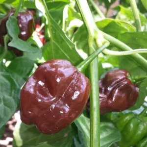 Ultra Hot Pepper Seeds Mix - Carolina Reaper, Ghost, Habanero, Scorpion - 25 Seeds - Image 4